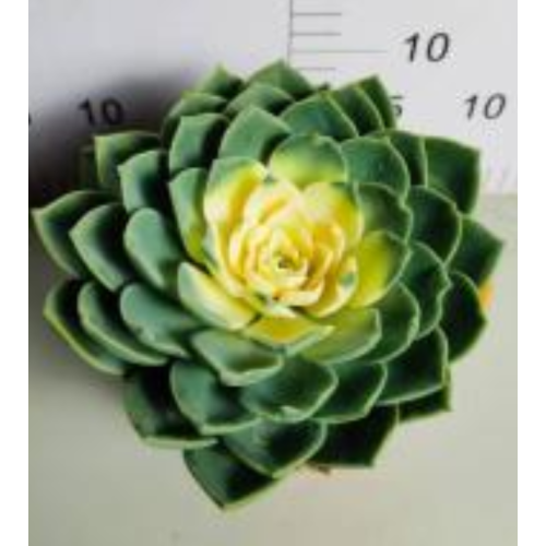 hot sale Echeveria Julius living plants