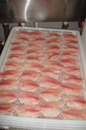 Good Quality Tilapia Fish Fillet Filete De Tilapia