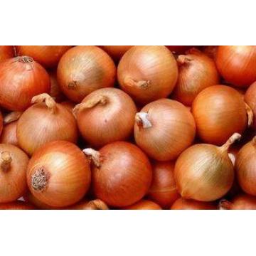 Golden Sweet Natural Fresh Onion Contains Pantothenic Acid