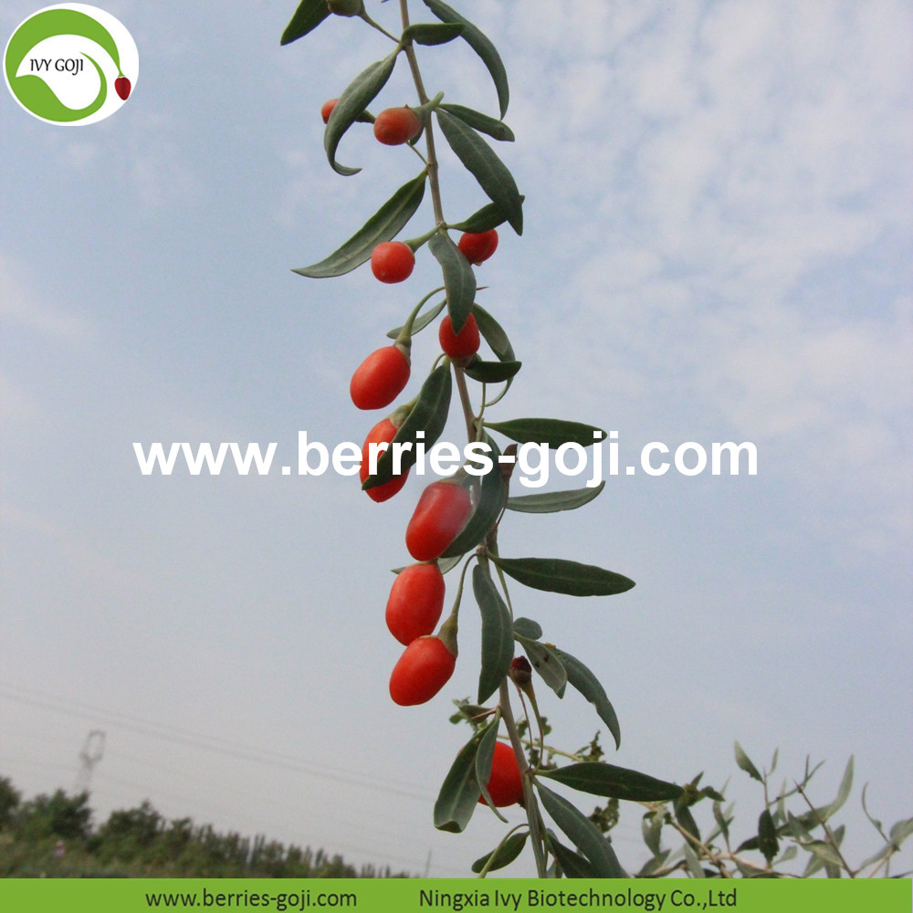 Conventional Goji Berries