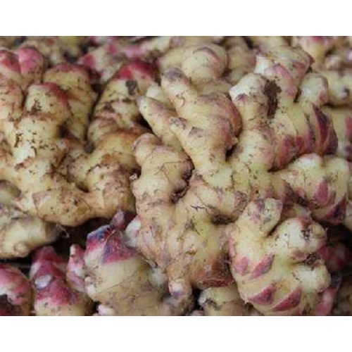 High Yield Fresh Ginger