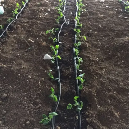 Vegetable irrigation drip irrigation