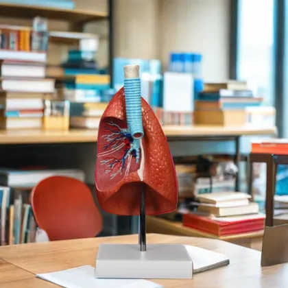 DARHMMY Human Life-Size Cutaway Lung Model for Medical Education