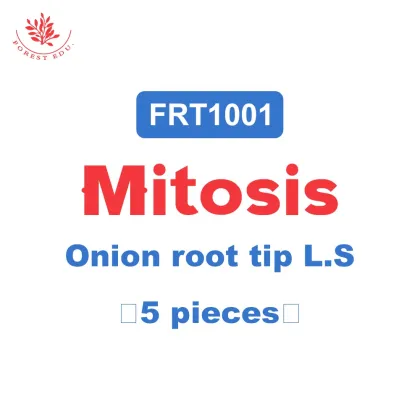 Mitosis Slides Set - Onion Root Tip 5pcs - FRT1001 - Plant Genetics and Biology