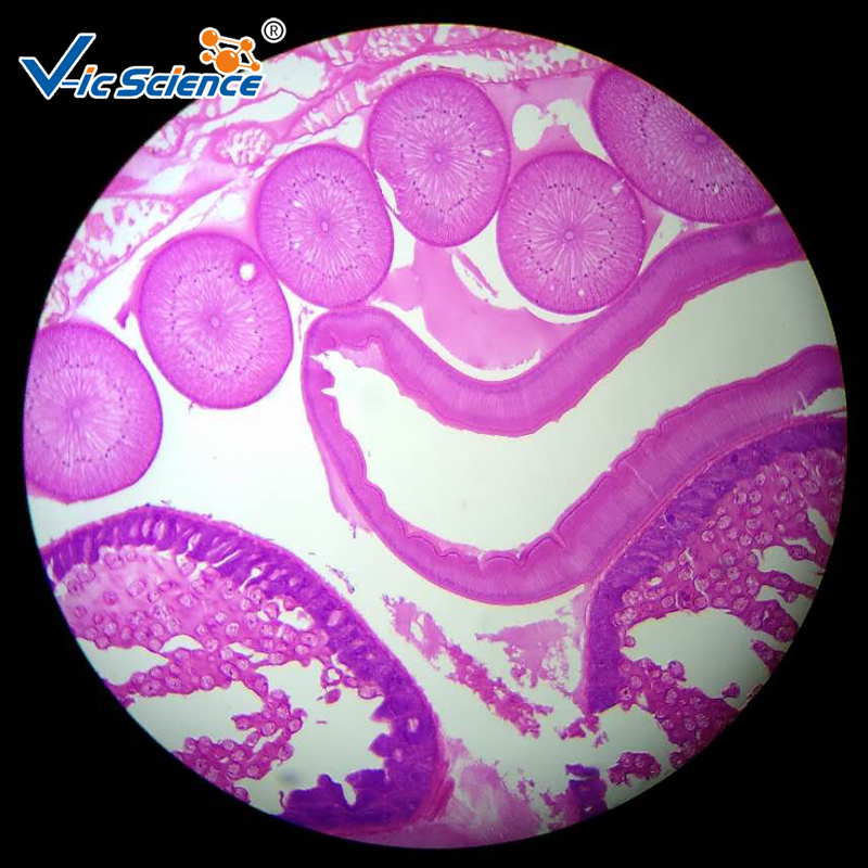 Microscope Slide Microscope Slide