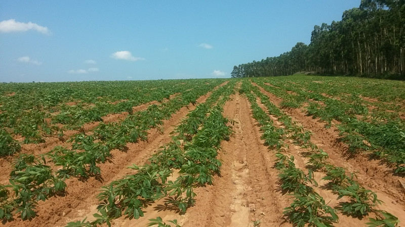 cassava planter's work