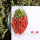 Natural Low Price Amostra grátis Wolfberry orgânico