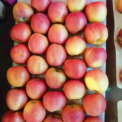 fresh delicious high quality honey fuji apples