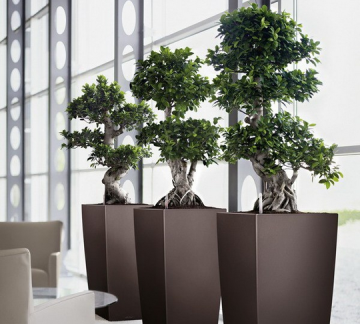 Ficus microcarpa bonsai trees