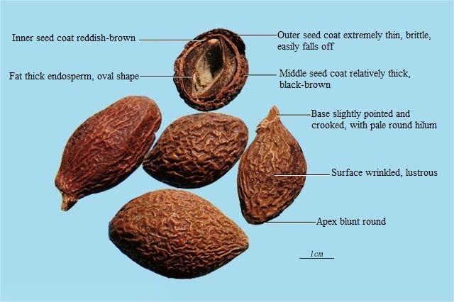 High quality Boat-fruited Sterculia Extract Powder