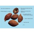 High quality Boat-fruited Sterculia Extract Powder