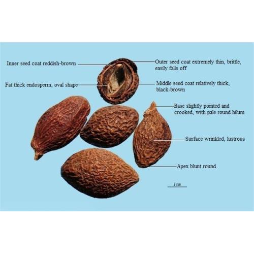 High quality Boat-fruited Sterculia Extract Powder