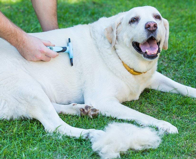 Pets Brush for Shedding