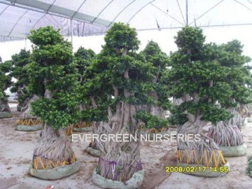 Ficus microcarpa, ficus bonsai tree