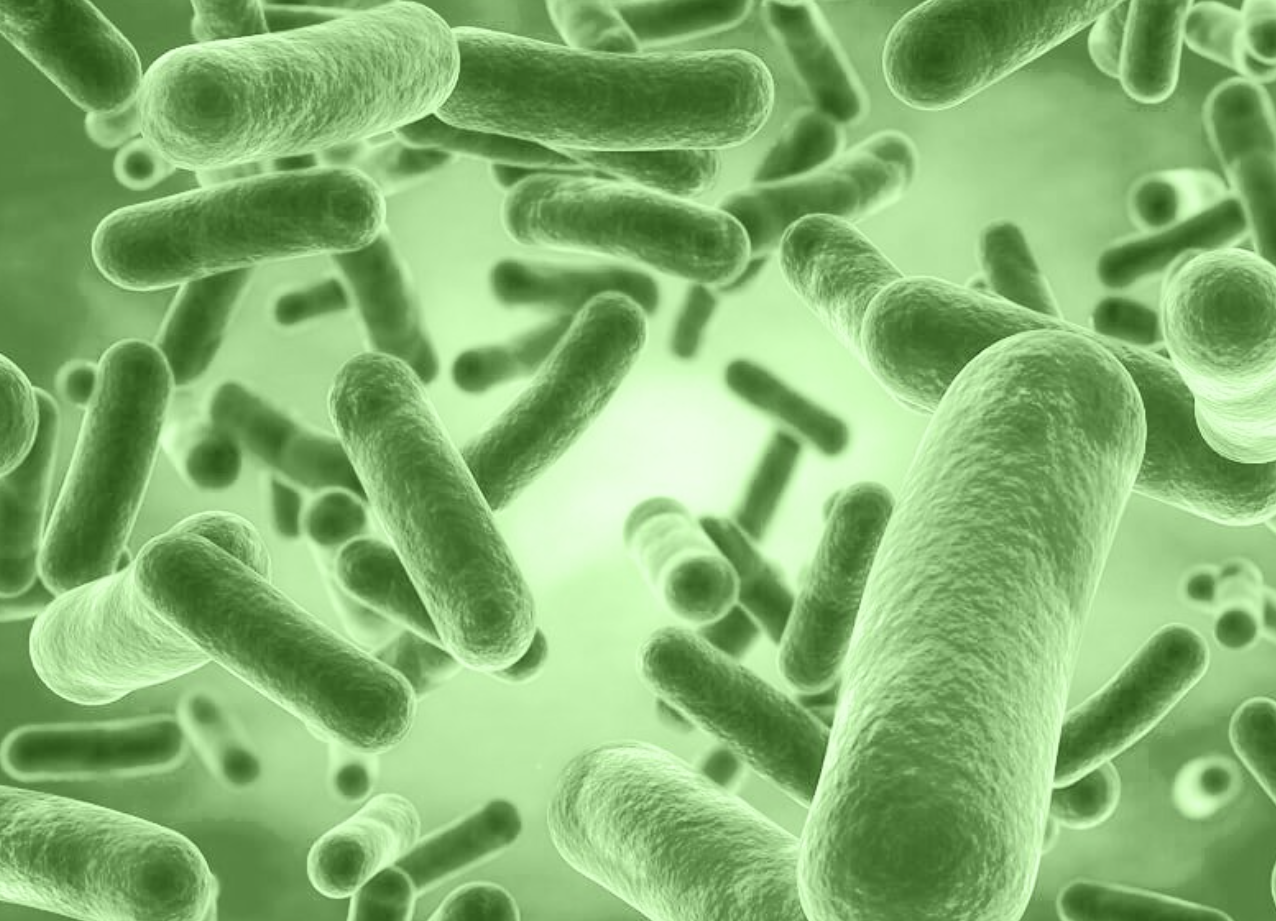 Food Grade Bacillus Coagulans