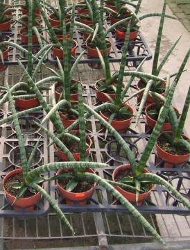 Sansevieria stuckyi