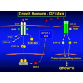 vendre des peptides de protéines humaines recombinantes IGF 1 LR3