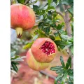 Mga Pinili na Pomegranate para sa Sariwang Pagkonsumo