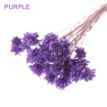 Purple 1