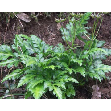 Chinese Traditional Medicine coptis chinensis