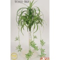 22 "Spider Plant LVS Bush