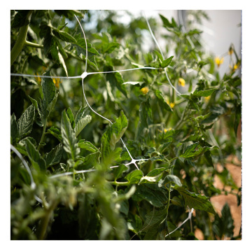 China Factory Hot Selling Customized Plant Trellis