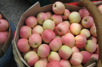 Market price for Gala apple for sales
