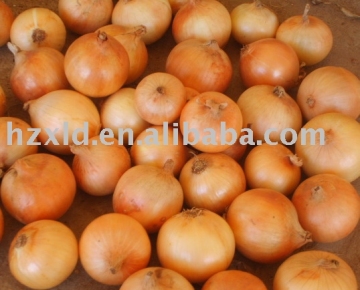 Yellow Onion