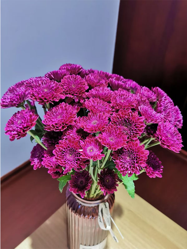 Kundi Pompon spray Mum4