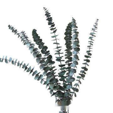 Eucalyptus Wedding Bouquets and Home Decor