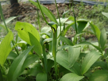 Brown ginger processed pinellia jiang banxia