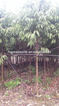 Ficus irregularis