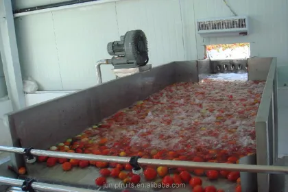 fruit vegetable washer cleaning machine