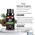 Aceite de fragancia al por mayor de pino de pino de 10 ml de naturaleza