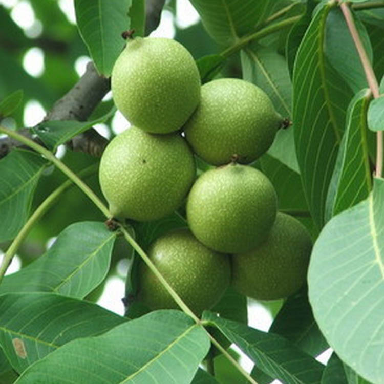 Fresh Walnut Leaves