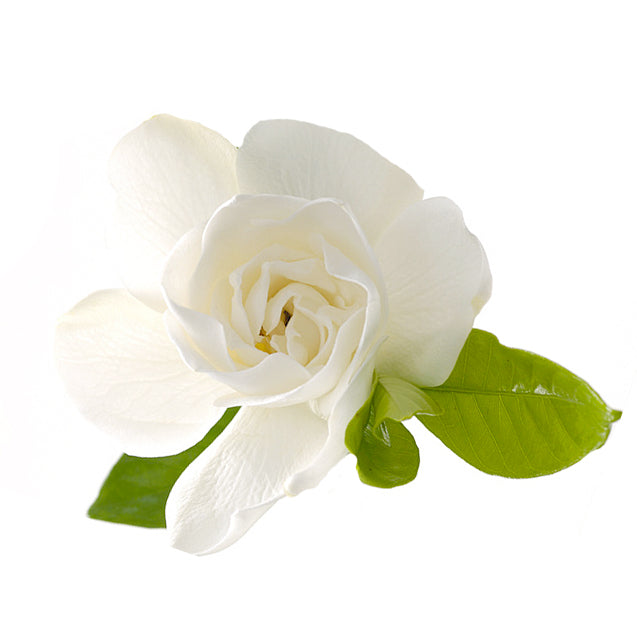 gardenia_1024x1024