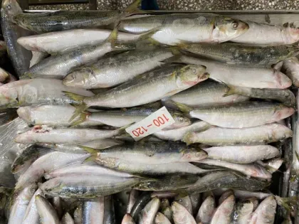 Frozen Pilchard Sardine Fish 80/120