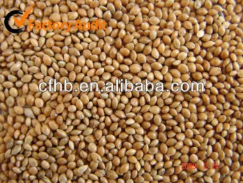 Yellow millet in husk 2014 crop