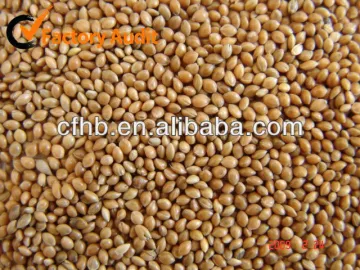 Yellow millet in husk 2014 crop