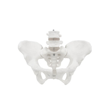 Natural Size Female Pelvis with Lumber Vertebrae ZM1024-1