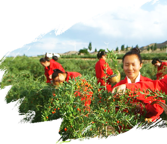 Fresh Fruit Of Red Goqi