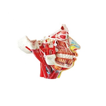DARHMMY Natural Large Anatomical Model of Head and Face for Medical Science