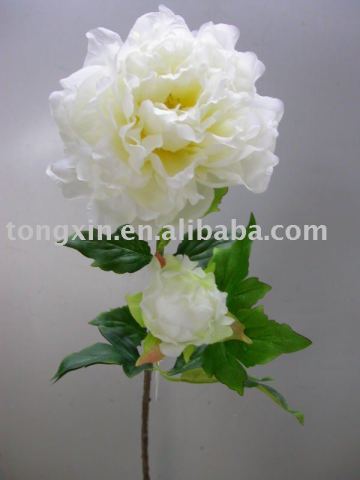 paeony Decorative flower