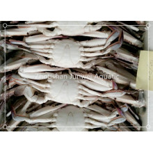 celý kulatý plavecký krab