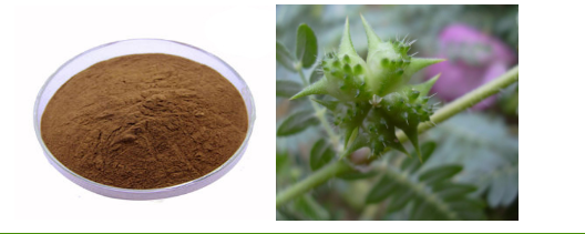 Tribulus Terrestris Extract Saponins