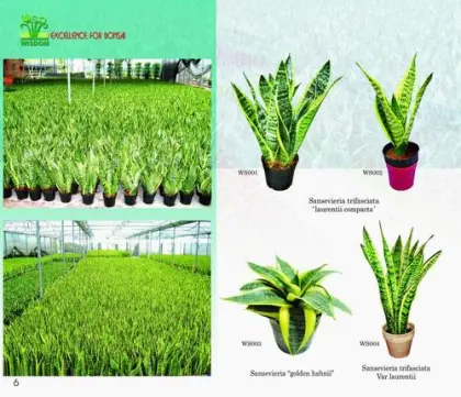 Sansevieria laurentii nursery