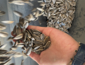 Ny produktion av Sunflower Seeds 361 för export