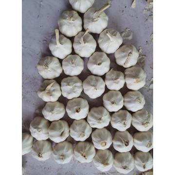 Top Quality White garlic