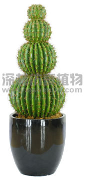 biggest artificial cactus