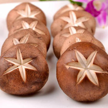 Tutup jamur shiitake coklat segar